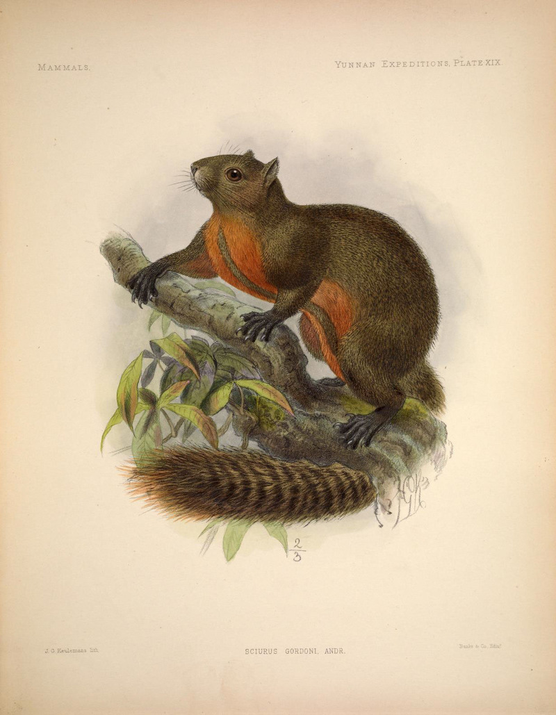 Sciurus gordoni = Callosciurus erythraeus gordoni (Pallas's squirrel, red-bellied tree squirrel); DISPLAY FULL IMAGE.