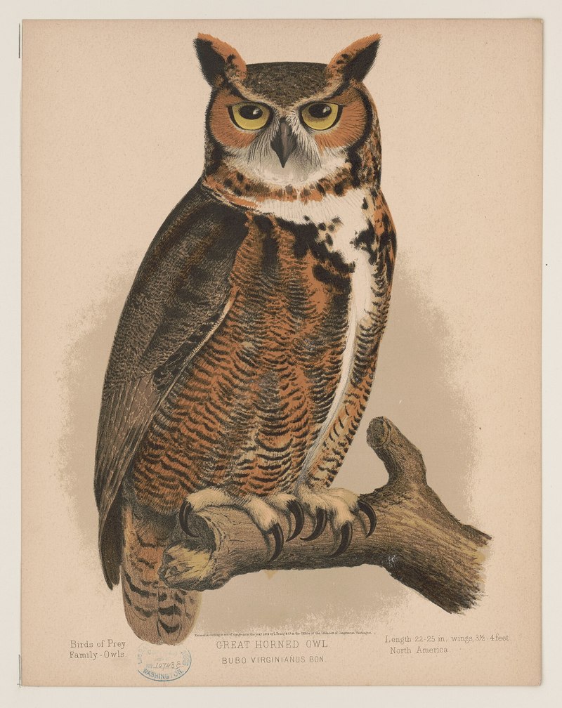 LCCN2017660744: Great horned owl. Bubo virginianus. ; DISPLAY FULL IMAGE.