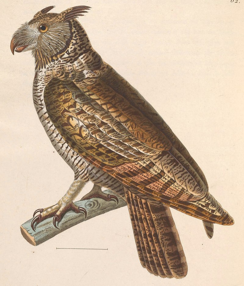 Strix macrorhyncha = Bubo virginianus nacurutu (South American great horned owl); DISPLAY FULL IMAGE.