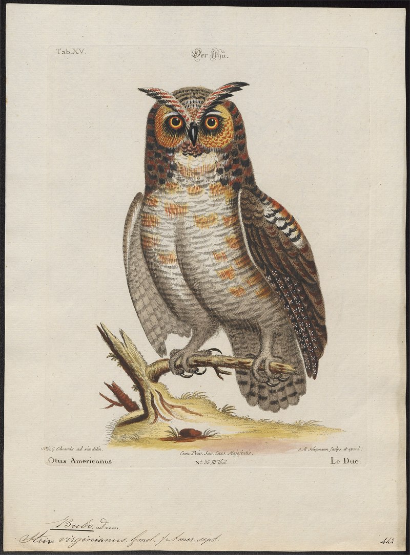 Otus americanus = Bubo virginianus (great horned owl); DISPLAY FULL IMAGE.