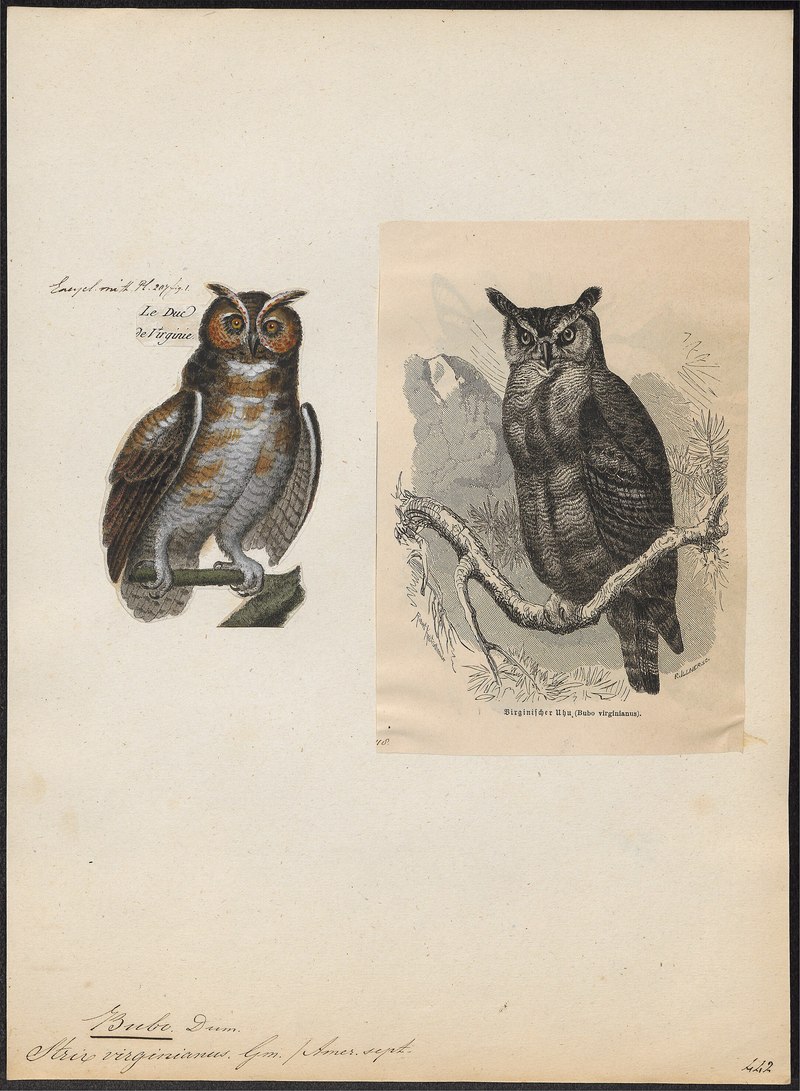 Bubo virginianus (great horned owl); DISPLAY FULL IMAGE.