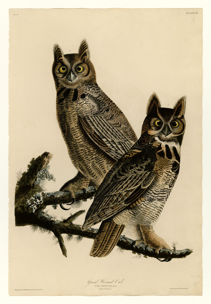 Strix virginiana = Bubo virginianus (great horned owl); DISPLAY FULL IMAGE.