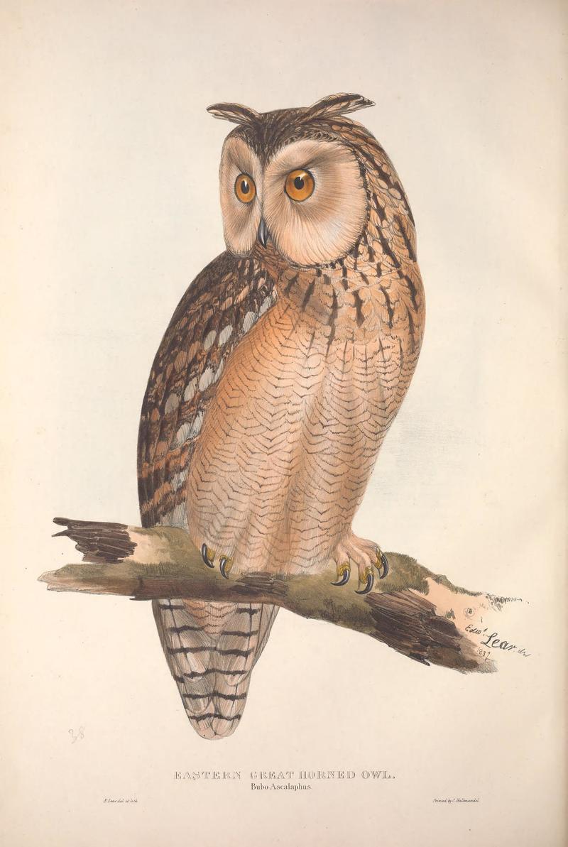 Bubo ascalaphus (great horned owl); DISPLAY FULL IMAGE.