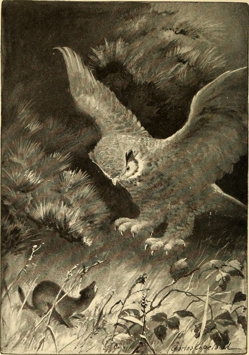 Great Horned Owl (Bubo virginianus) and Weasel; DISPLAY FULL IMAGE.