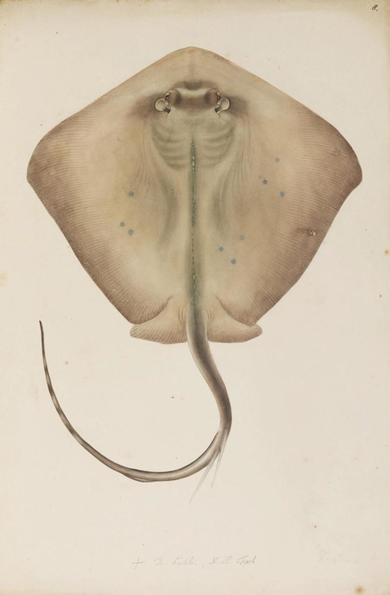 Neotrygon kuhlii (Kuhl's maskray, blue-spotted stingray); DISPLAY FULL IMAGE.