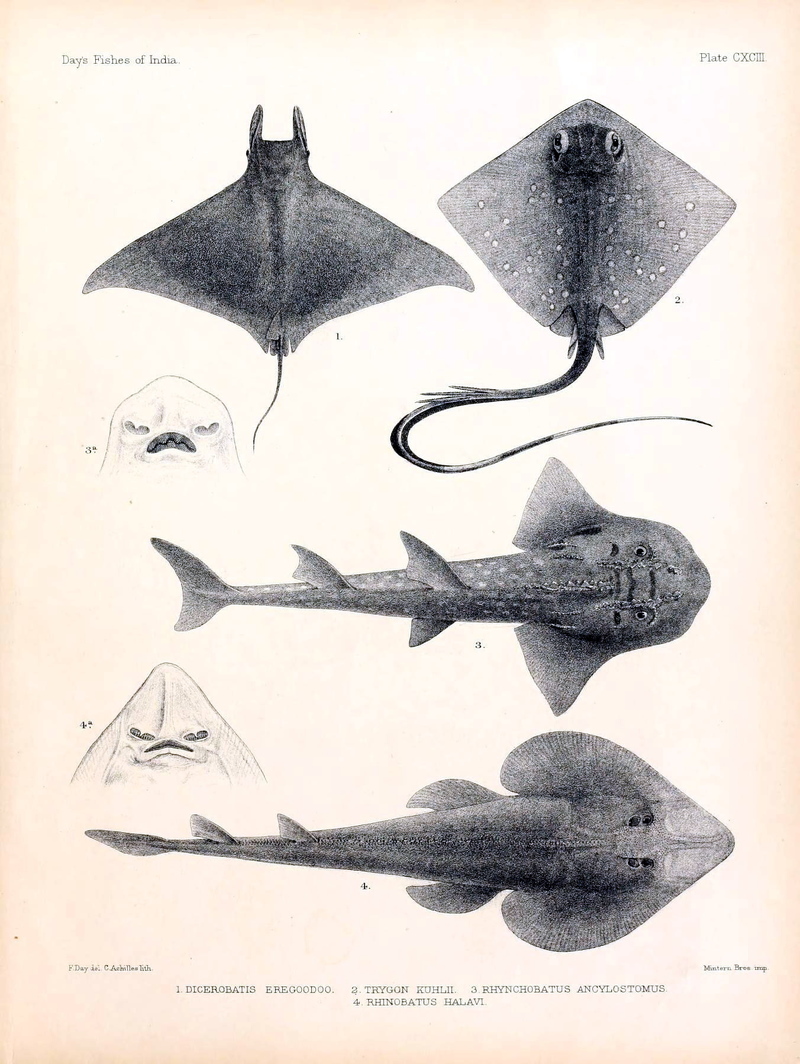 1. Dicerobatis eregoodoo = Mobula eregoodootenkee (pygmy devil ray); 2. Trygon kuhlii = Neotrygon kuhlii (Kuhl's maskray); 3. Rhynchobatus ancylostomus = Rhina ancylostoma (bowmouth guitarfish); 4. Rhinobatus halavi = Glaucostegus halavi (halavi guitarfish); DISPLAY FULL IMAGE.
