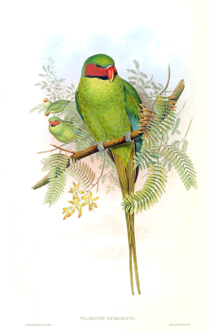 Palaeornis nicobaricus = Psittacula longicauda tytleri (Andaman long-tailed parakeet); DISPLAY FULL IMAGE.