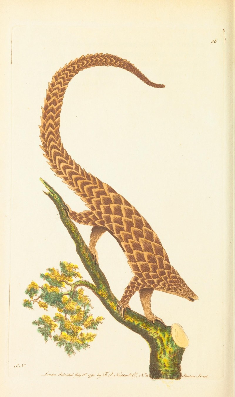 Manis tetradactyla = Phataginus tetradactyla (long-tailed pangolin); DISPLAY FULL IMAGE.