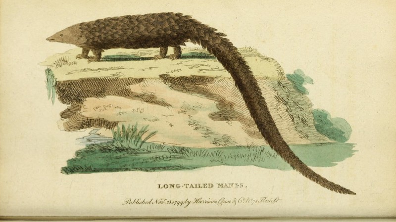 Long-tailed Manis =  long-tailed pangolin (Phataginus tetradactyla); DISPLAY FULL IMAGE.