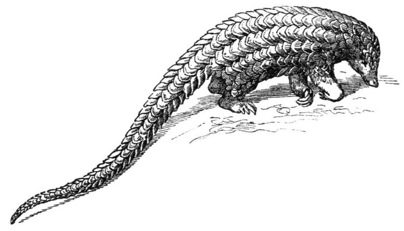 Manis longicaudata =  Phataginus tetradactyla (long-tailed pangolin); DISPLAY FULL IMAGE.