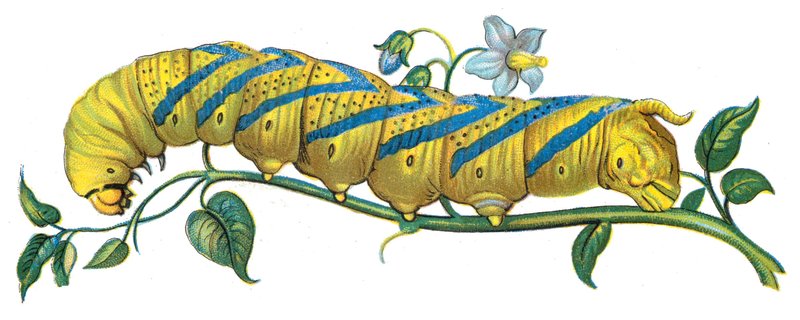 Caterpillar: African death's-head hawkmoth (Acherontia atropos); DISPLAY FULL IMAGE.
