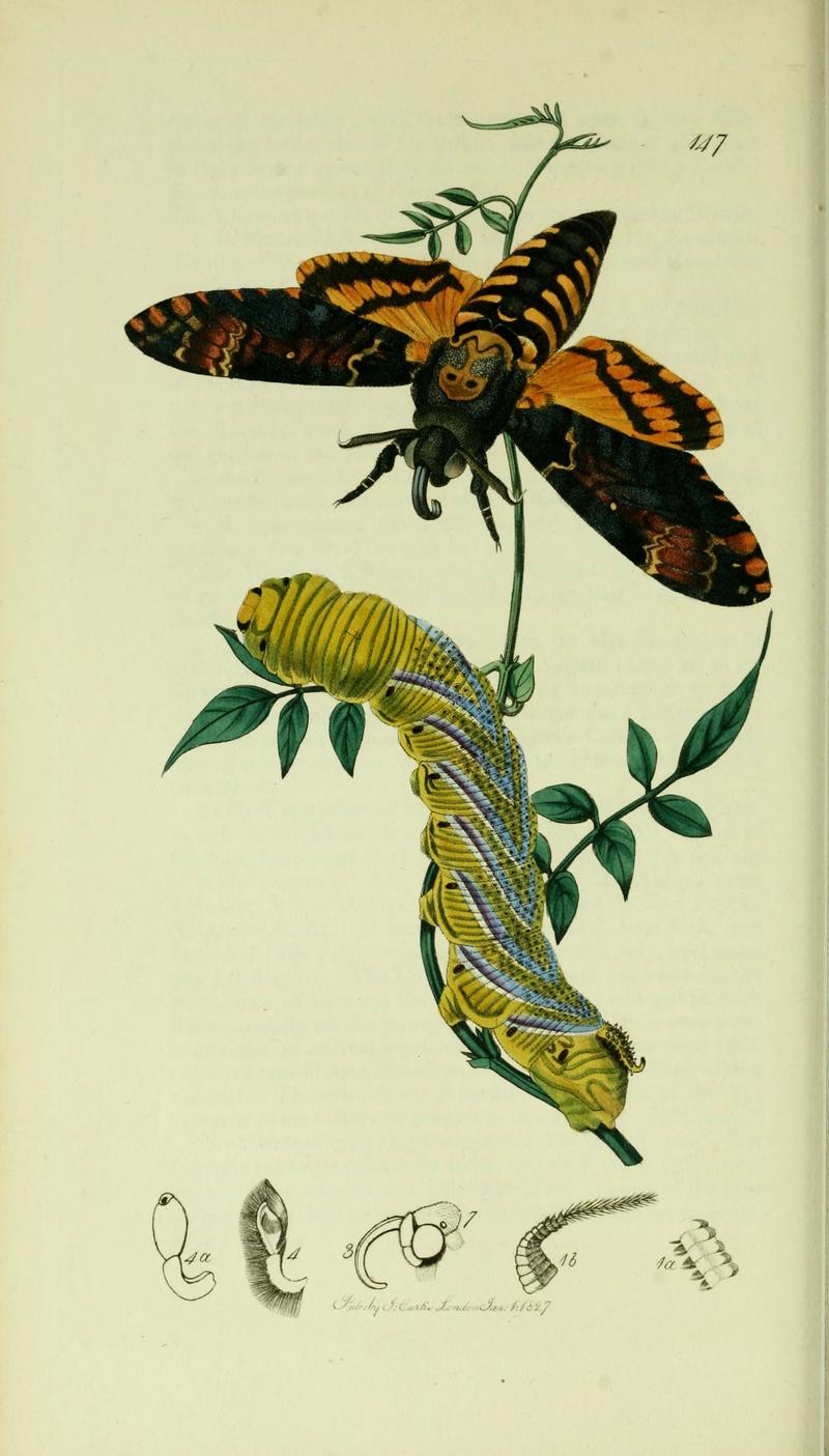 Acherontia atropos (African death's-head hawkmoth; adult & caterpillar); DISPLAY FULL IMAGE.