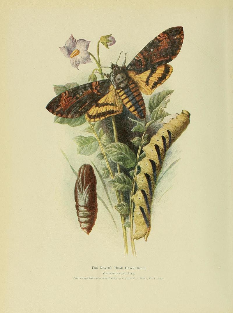 Acherontia atropos (African death's-head hawkmoth; adult, caterpillar, pupa); DISPLAY FULL IMAGE.