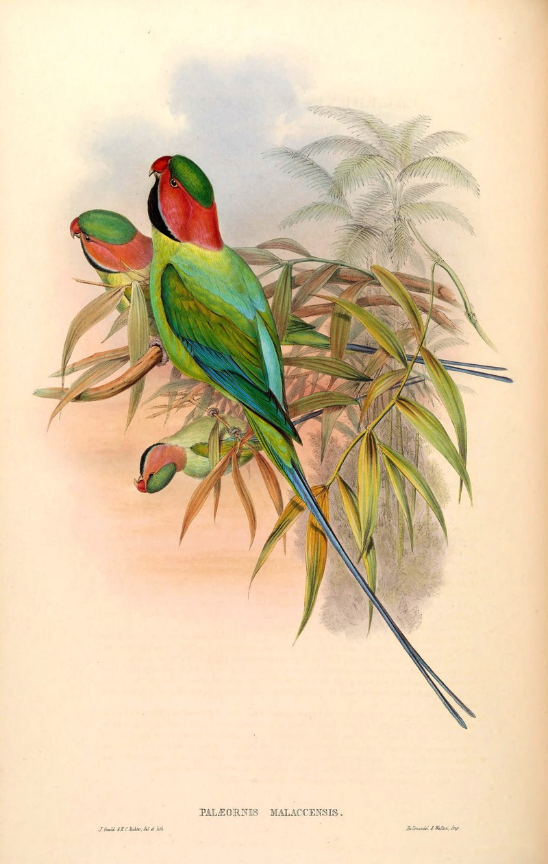 Palaeornis malaccensis = Psittacula longicauda nicobarica (Nicobar long-tailed parakeet); DISPLAY FULL IMAGE.