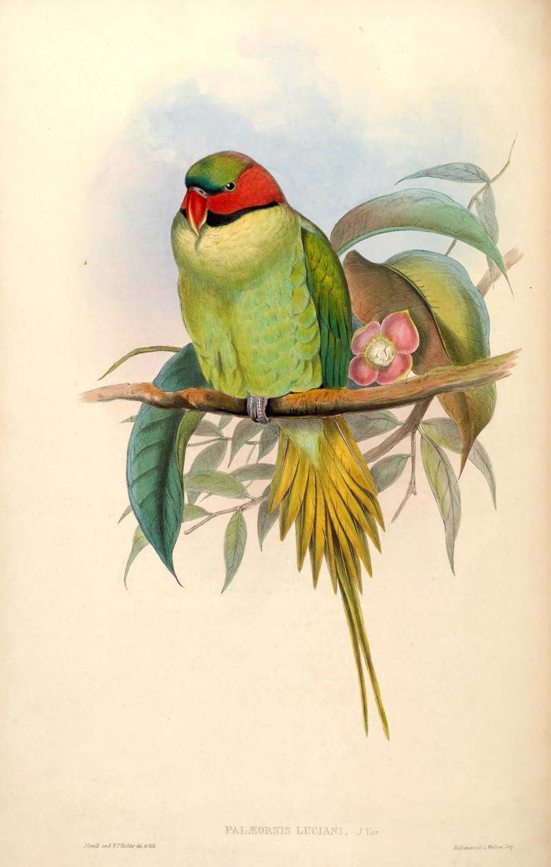 Palaeornis luciani = Psittacula longicauda modesta (Enggano long-tailed parakeet); DISPLAY FULL IMAGE.