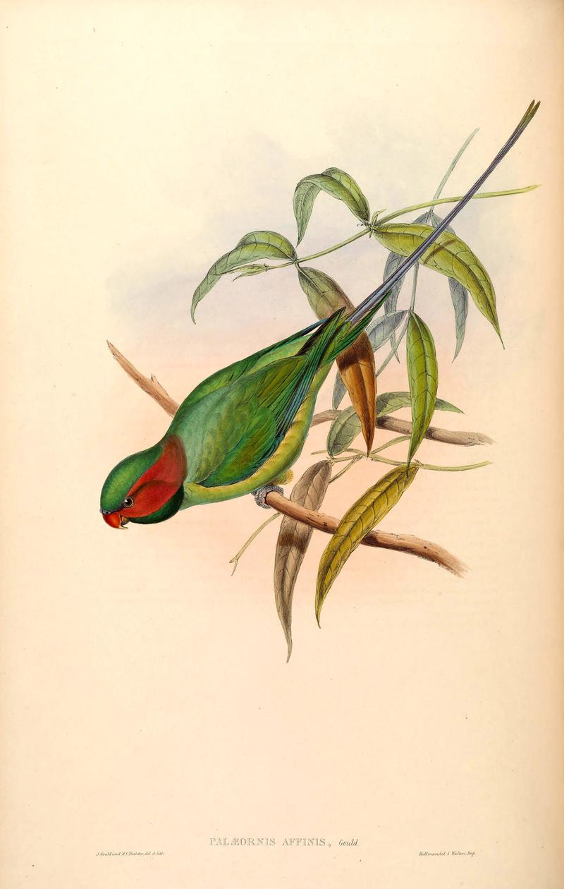 Palaeornis affinis = Psittacula longicauda (long-tailed parakeet); DISPLAY FULL IMAGE.