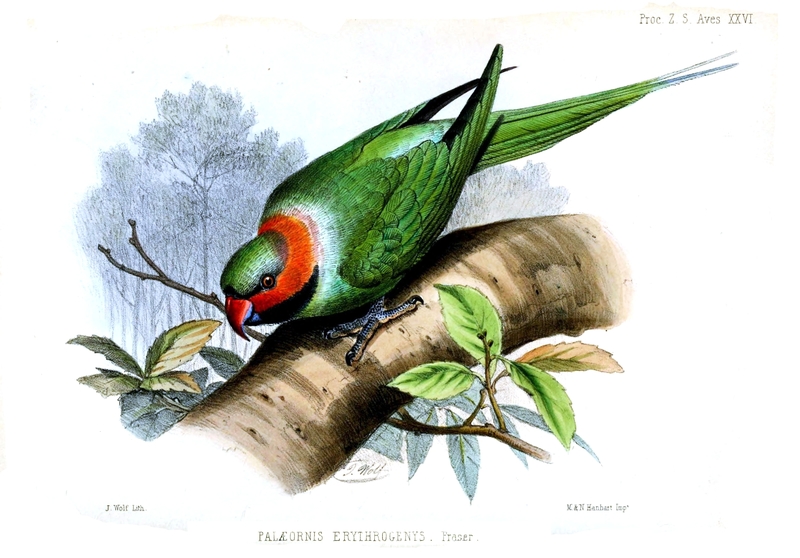 Palaeornis erythrogenys = Psittacula longicauda tytleri (Andaman long-tailed parakeet); DISPLAY FULL IMAGE.
