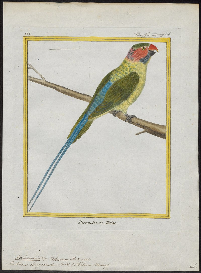 Palaeornis longicaudus = Psittacula longicauda (long-tailed parakeet); DISPLAY FULL IMAGE.