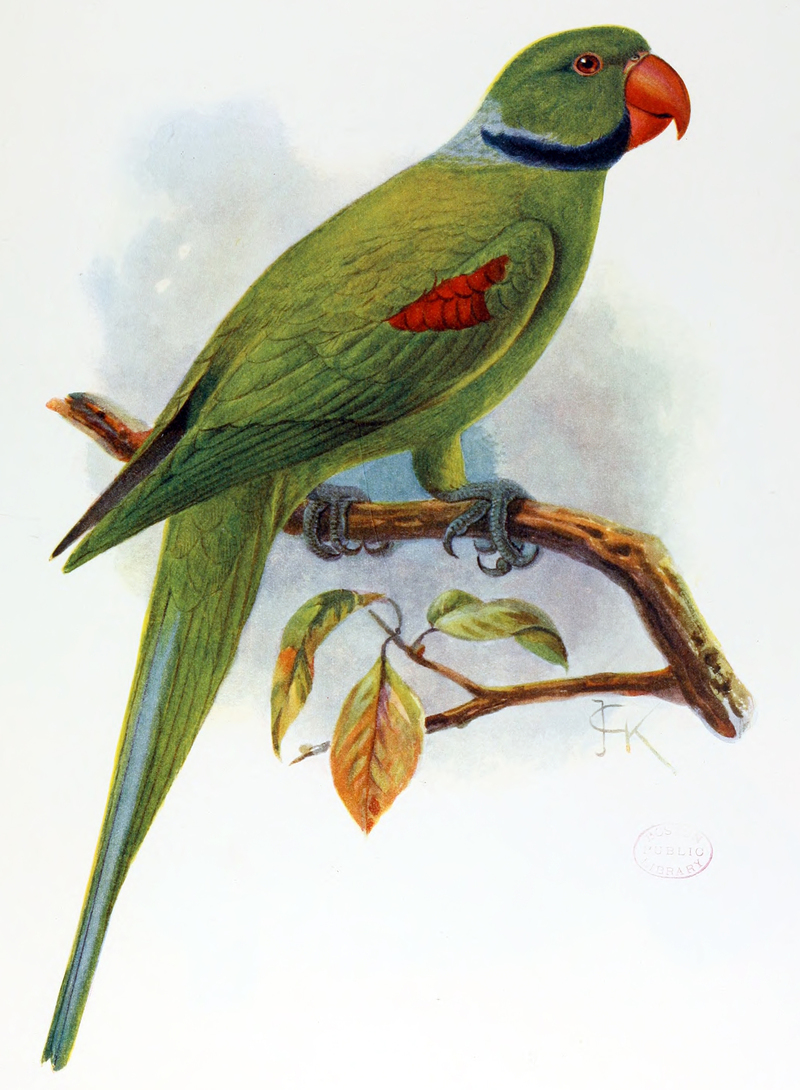 Palaeornis wardi = Psittacula wardi (Seychelles parakeet); DISPLAY FULL IMAGE.