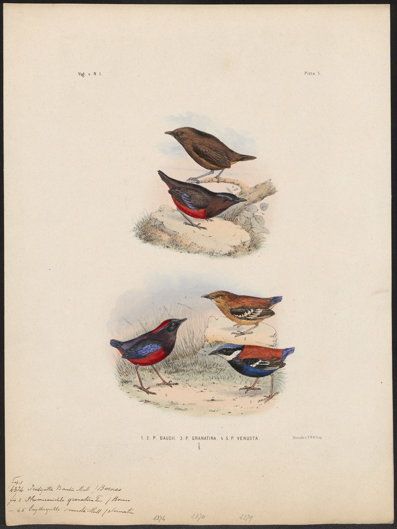 (top) Pitta venusta = Erythropitta venusta (graceful pitta); (bottom/left) Pitta granatina = Erythropitta granatina (Garnet Pitta); (bottom/right) Pitta baudii = Hydrornis baudii (blue-headed pitta); DISPLAY FULL IMAGE.