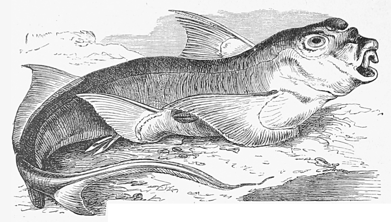 Chimaera monstrosa (rabbit fish, rat fish); DISPLAY FULL IMAGE.