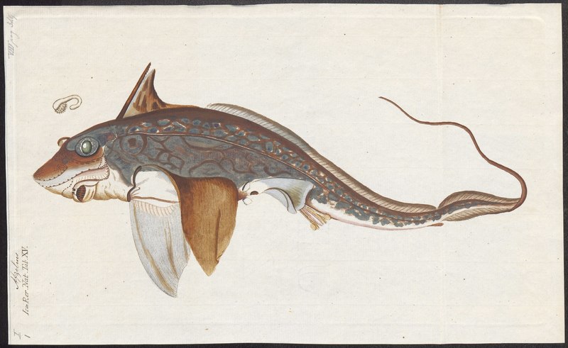 Chimaera monstrosa (rabbit fish); DISPLAY FULL IMAGE.