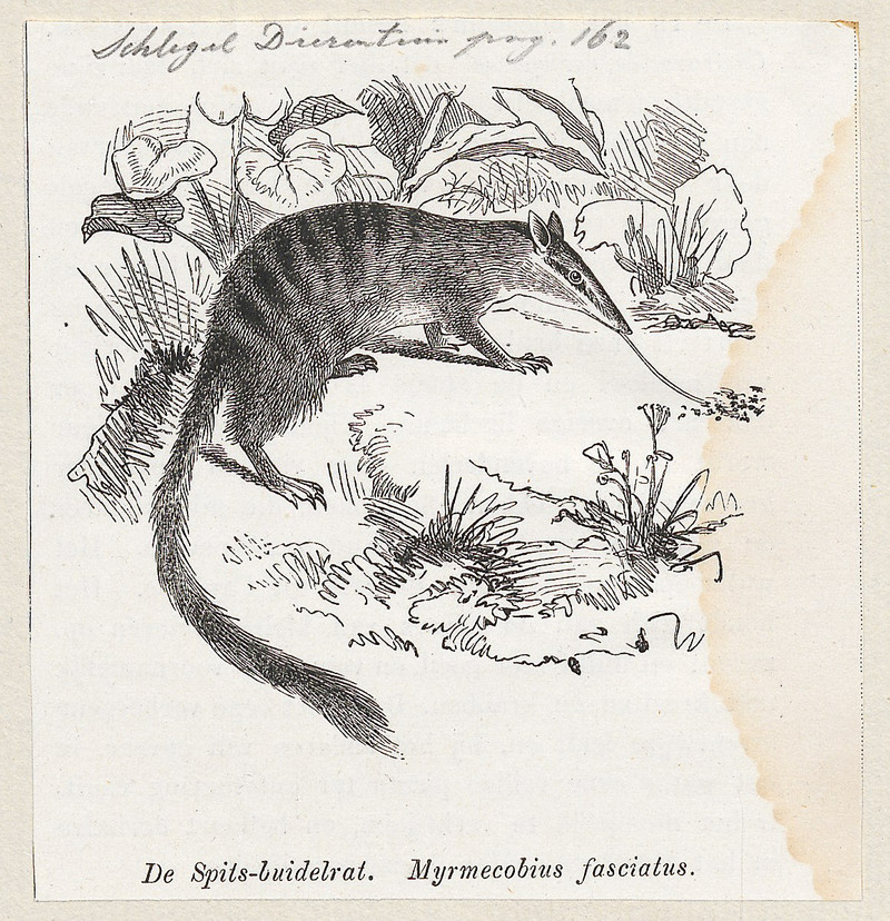 Myrmecobius fasciatus (numbat) - cropped; DISPLAY FULL IMAGE.
