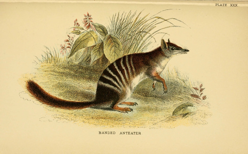 Banded Anteater = Myrmecobius fasciatus (numbat); DISPLAY FULL IMAGE.