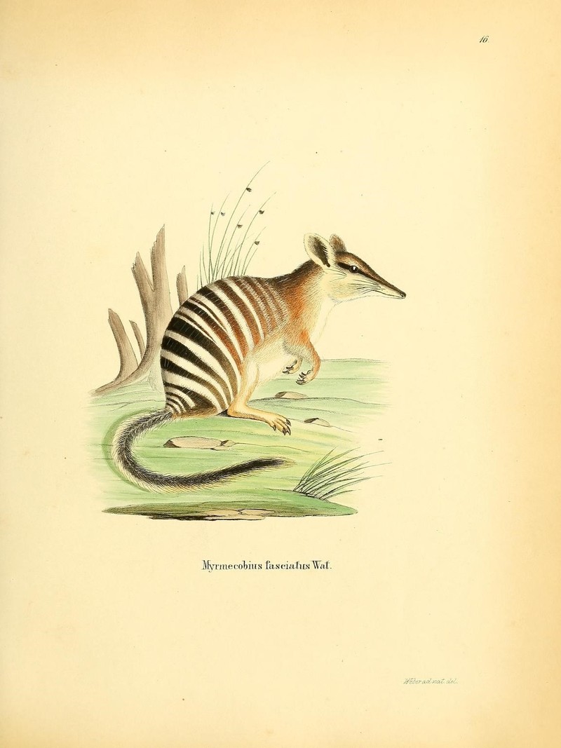 Myrmecobius fasciatus (numbat); DISPLAY FULL IMAGE.