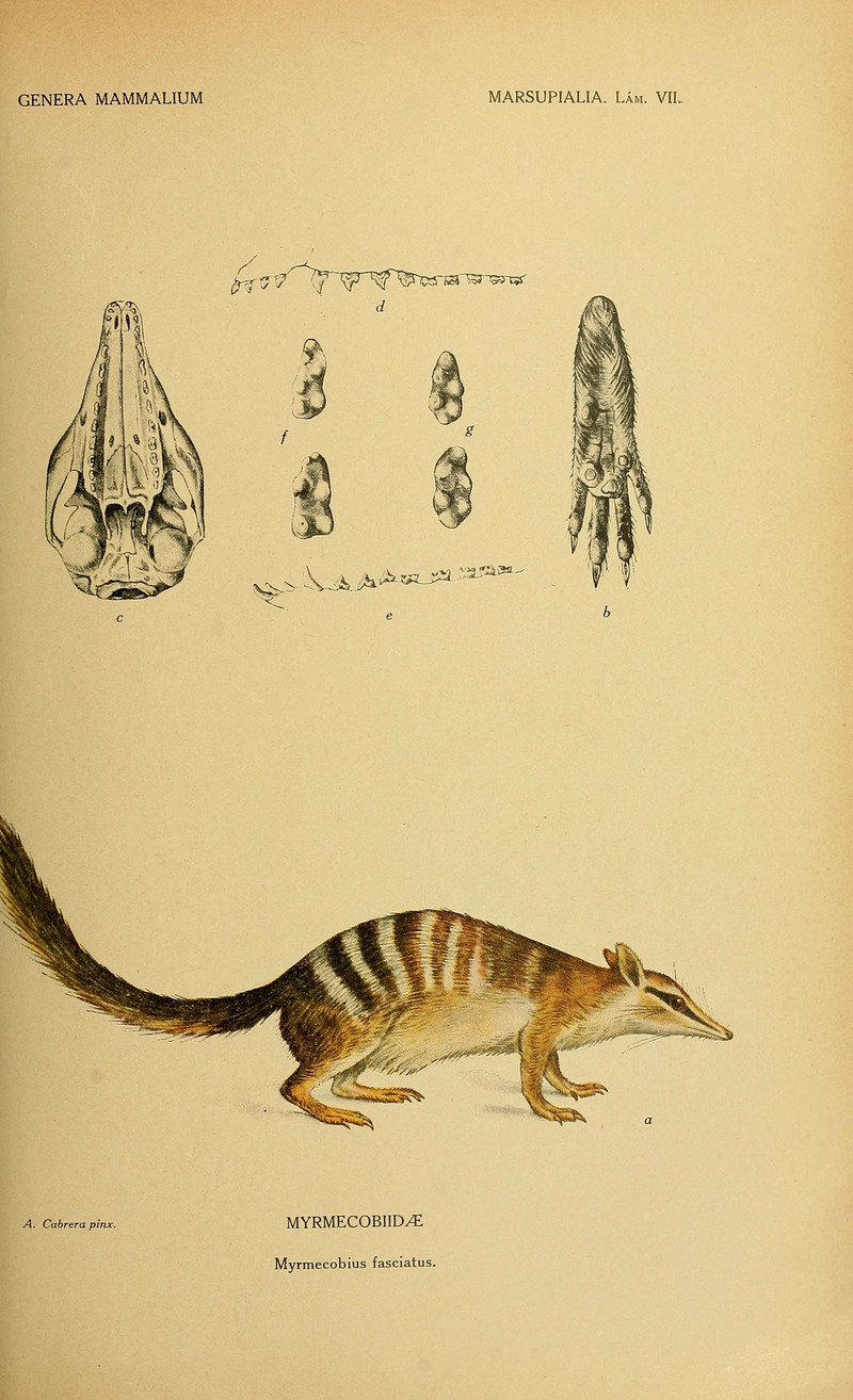 Myrmecobius fasciatus (numbat); DISPLAY FULL IMAGE.
