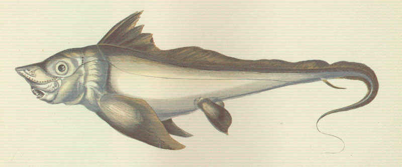 Arctic Chimaera = Chimaera monstrosa (rabbit fish); DISPLAY FULL IMAGE.