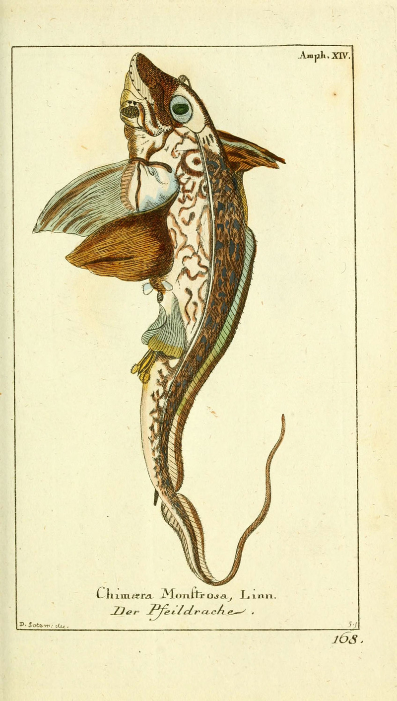Chimaera monstrosa (rabbit fish); DISPLAY FULL IMAGE.