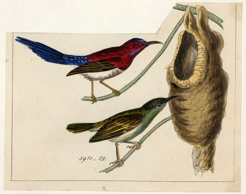 Promerops siparaja = Aethopyga mystacalis (Javan sunbird) (cropped); DISPLAY FULL IMAGE.