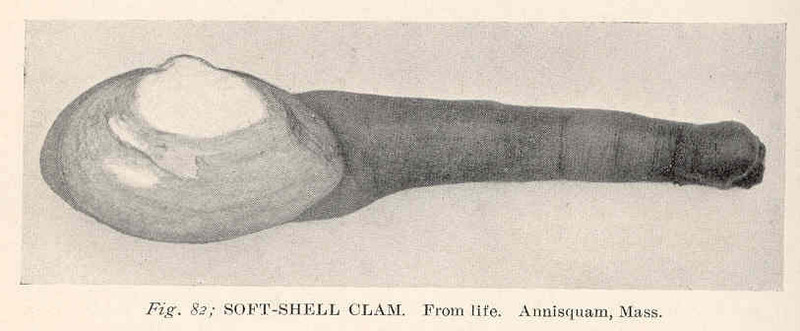 Soft-Shell Clam = Mya arenaria (sand gaper); DISPLAY FULL IMAGE.