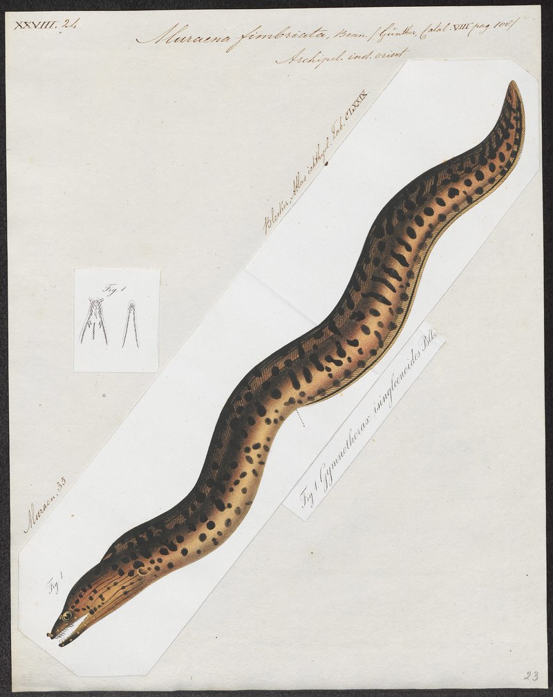 Muraena fimbriata = Gymnothorax fimbriatus (fimbriated moray eel); DISPLAY FULL IMAGE.