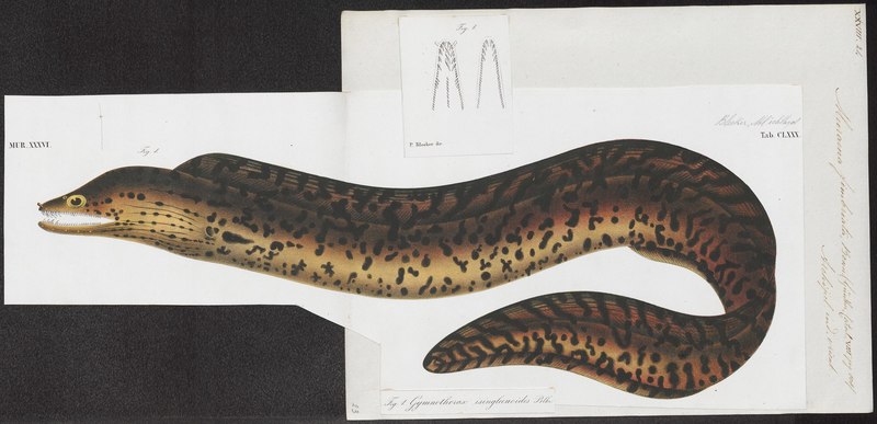 Muraena fimbriata = Gymnothorax fimbriatus (fimbriated moray eel); DISPLAY FULL IMAGE.