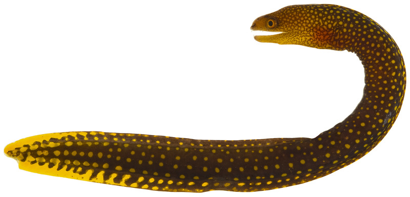 Gymnothorax miliaris (goldentail moray eel); DISPLAY FULL IMAGE.