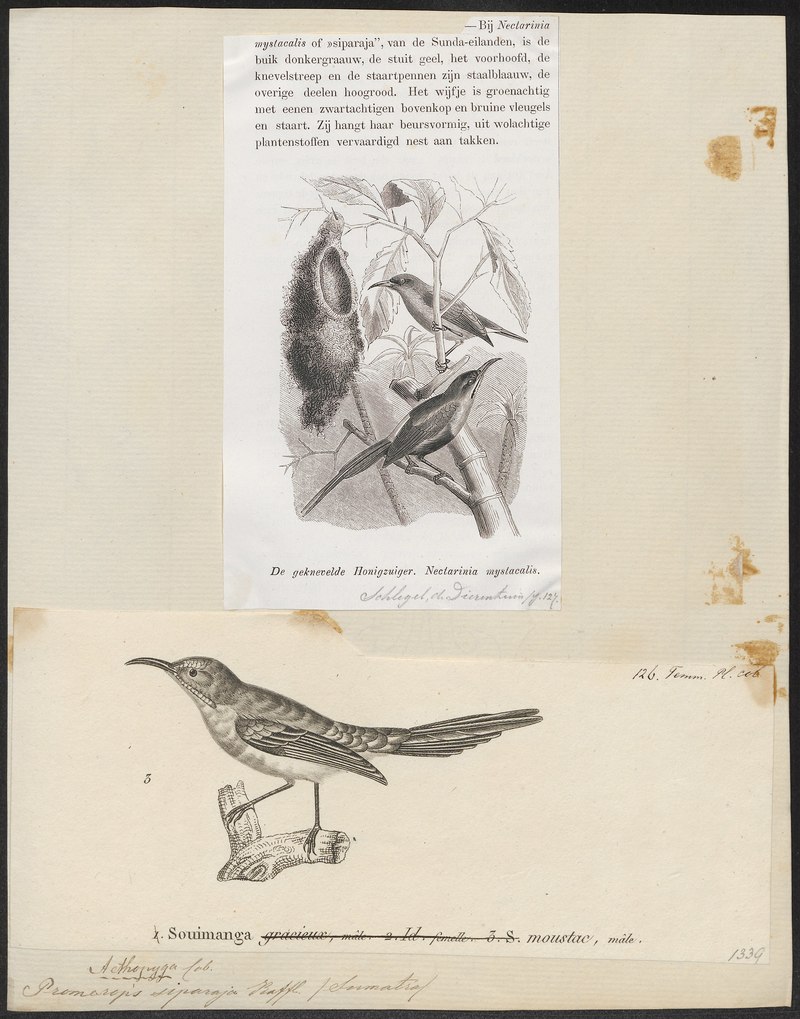Promerops siparaja = Aethopyga mystacalis (Javan sunbird); DISPLAY FULL IMAGE.