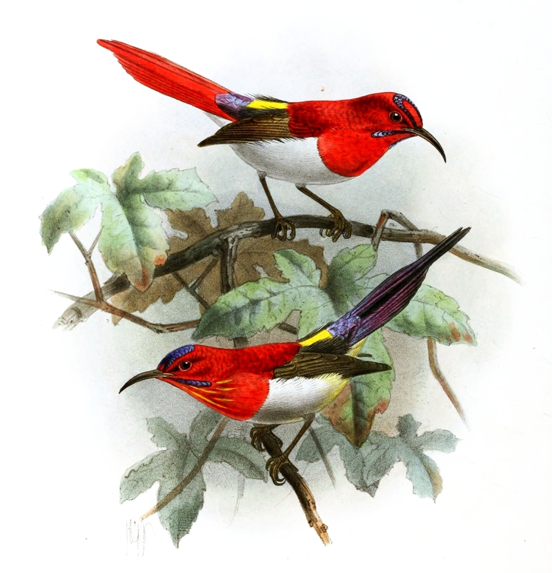 Aethopyga mystacalis (Javan sunbird), Aethopyga temminckii (Temminck's sunbird); DISPLAY FULL IMAGE.