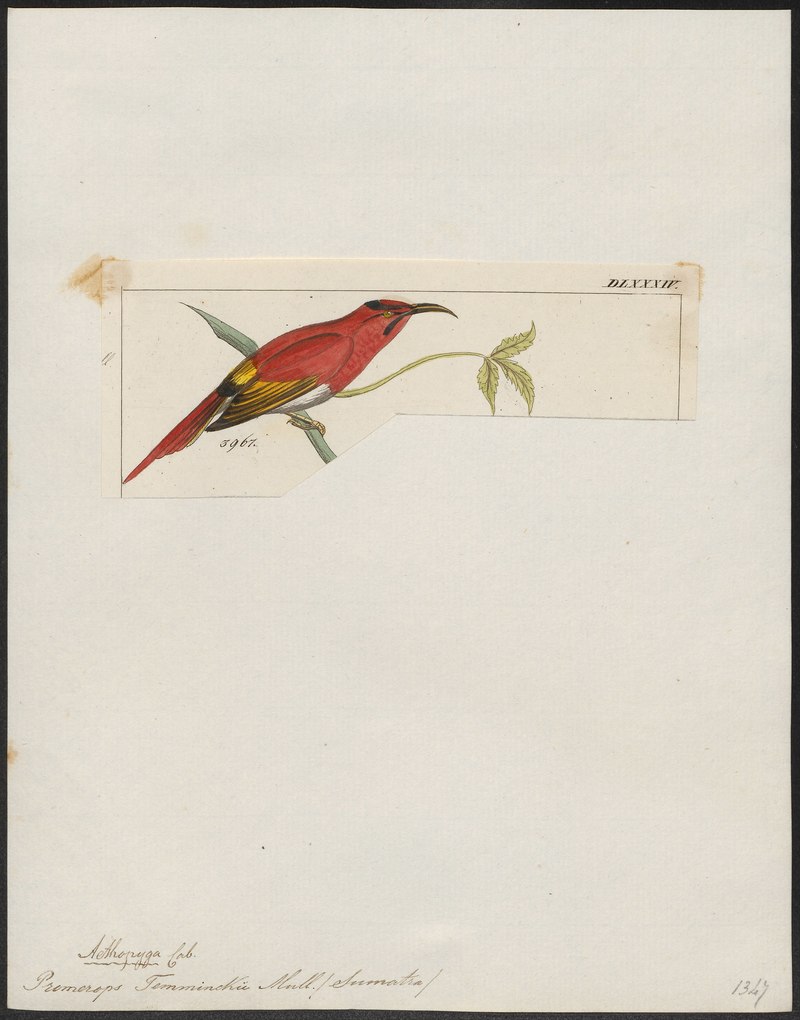 Promerops temminckii = Aethopyga temminckii (Temminck's sunbird); DISPLAY FULL IMAGE.