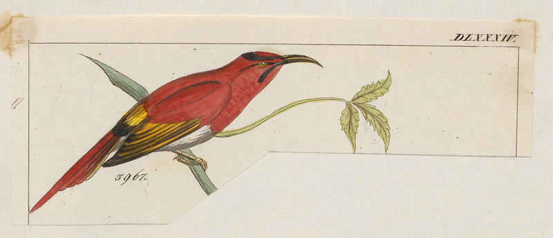 Promerops temminckii = Aethopyga temminckii (Temminck's sunbird) (cropped); DISPLAY FULL IMAGE.