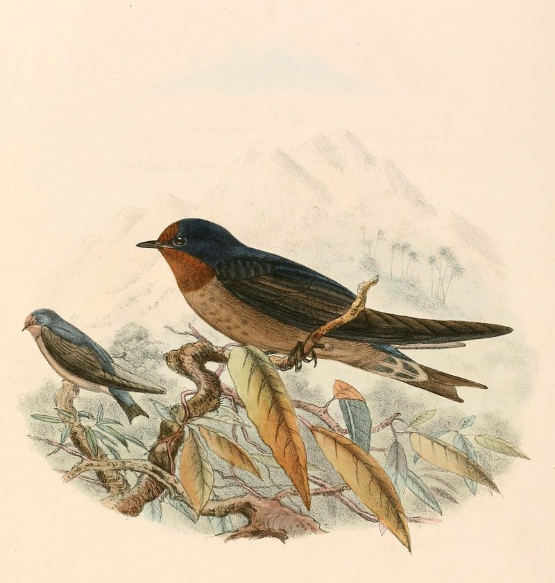 Hirundo tahitica (Pacific swallow); DISPLAY FULL IMAGE.