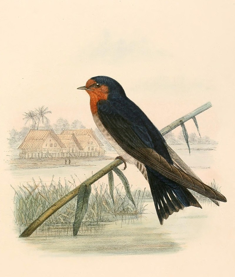 Hirundo javanica = Hirundo tahitica javanica (Pacific swallow, Java Swallow); DISPLAY FULL IMAGE.