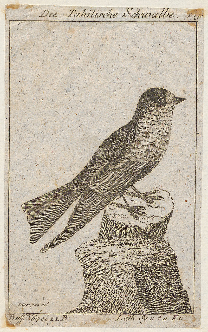 Die Tahitische Schwalbe = Hirundo tahitica (Pacific swallow) (cropped); DISPLAY FULL IMAGE.