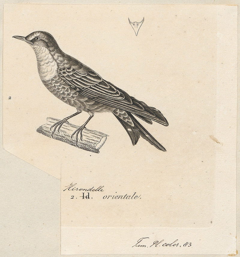 Hirundo javanica = Hirundo tahitica javanica (Pacific swallow, Java Swallow) (cropped); DISPLAY FULL IMAGE.