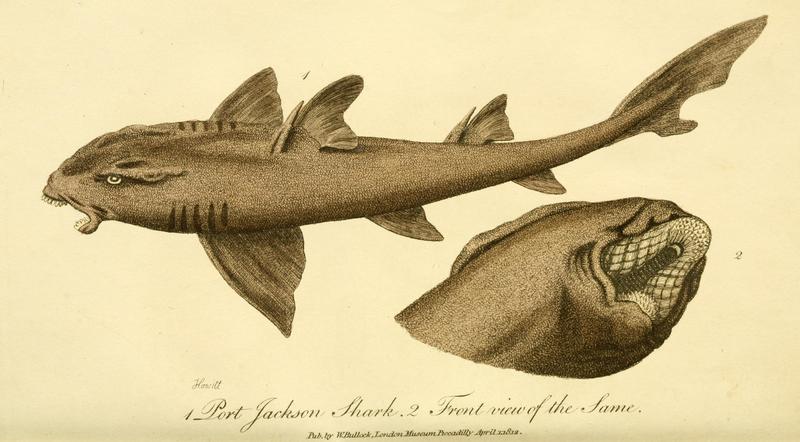 Heterodontus portusjacksoni (Port Jackson shark); DISPLAY FULL IMAGE.
