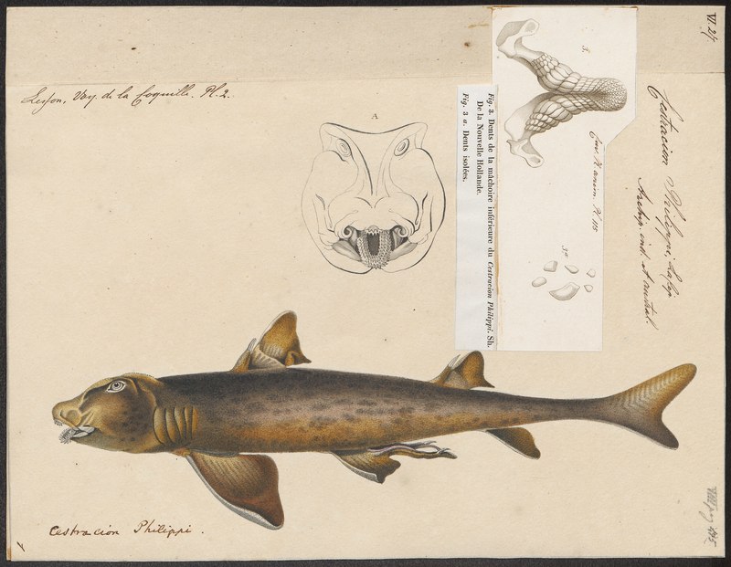 Cestracion philippi = Heterodontus portusjacksoni (Port Jackson shark); DISPLAY FULL IMAGE.