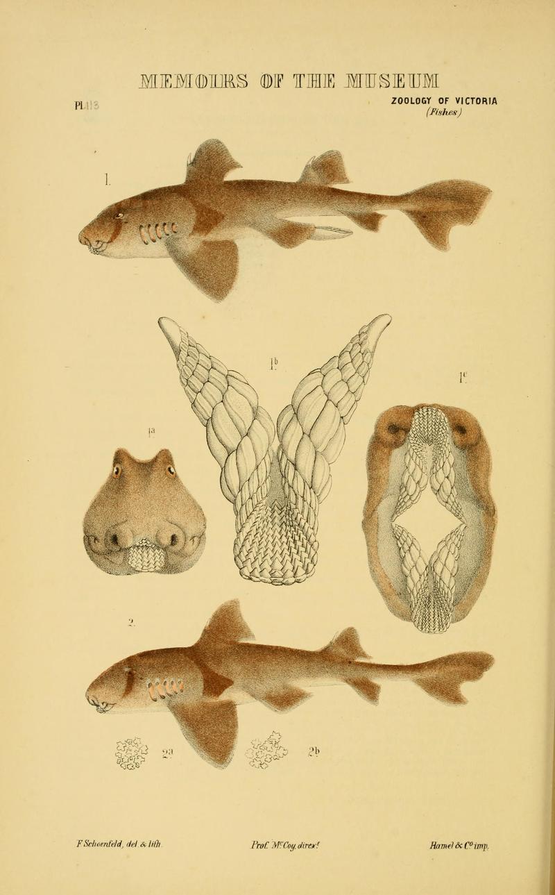 Heterodontus philippi = Heterodontus portusjacksoni (Port Jackson shark); DISPLAY FULL IMAGE.