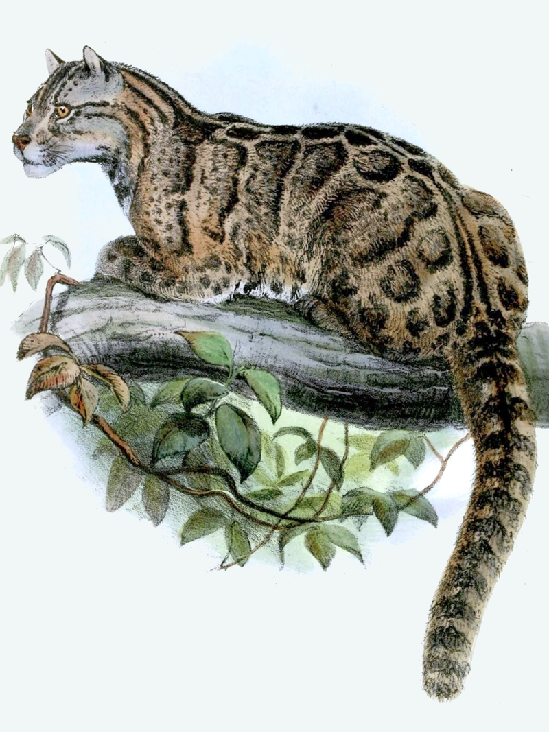 Leopardus brachyurus = Neofelis nebulosa (Formosan clouded leopard); DISPLAY FULL IMAGE.
