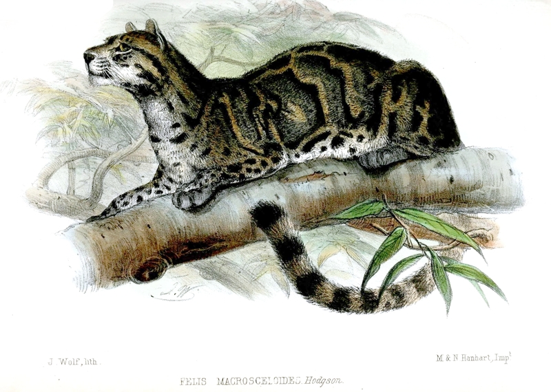 Felis macrosceloides = Neofelis nebulosa (mainland clouded leopard); DISPLAY FULL IMAGE.